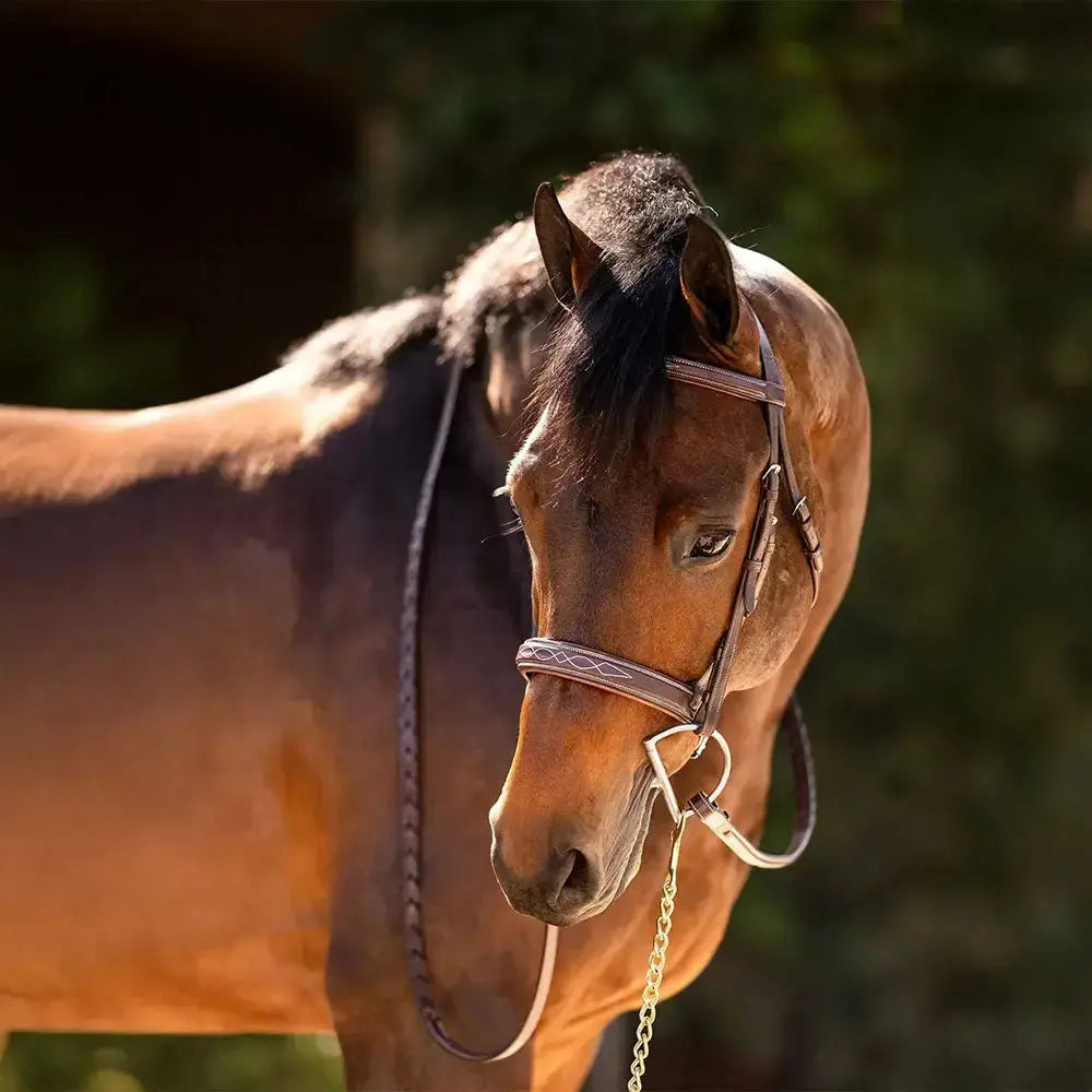Huntley Equestrian Fancy Stitched Sedgwick Leather Padded Bridle with Reins